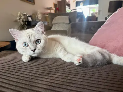 Britt, een witte kat met blauwe ogen, ligt languit op de bank in de woonkamer