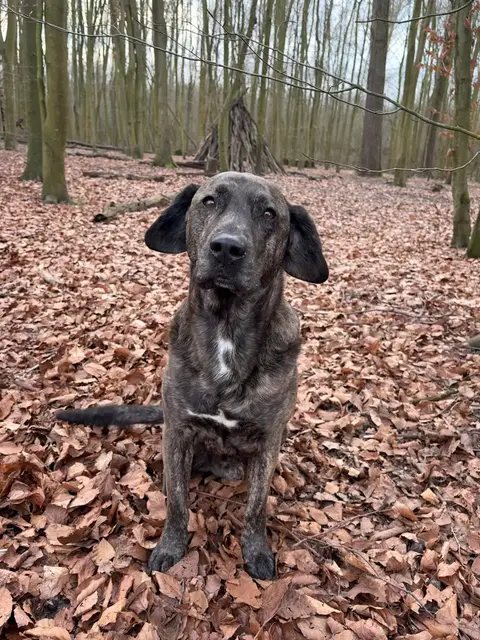 Guus, een gestroomde hond, zit tussen de bladeren in het bos en kijkt omhoog