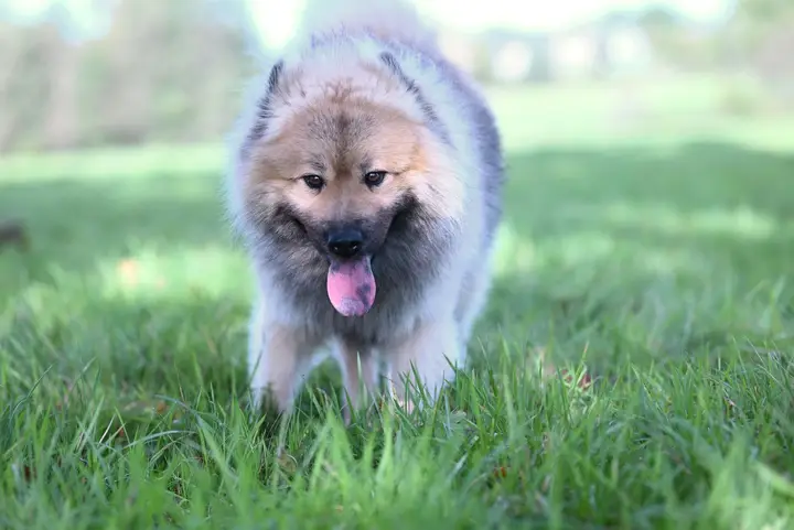 Een pluizige hond loopt door het gras in een zonnig park