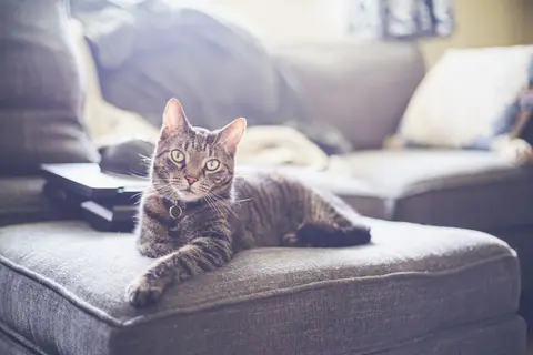 Een cyperse kat ligt uitgestrekt op een lichte bank en kijkt in de camera