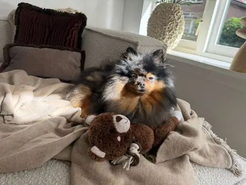 Lulu, een keeshondje, ligt op een deken bij het raam met een knuffelbeer naast zich
