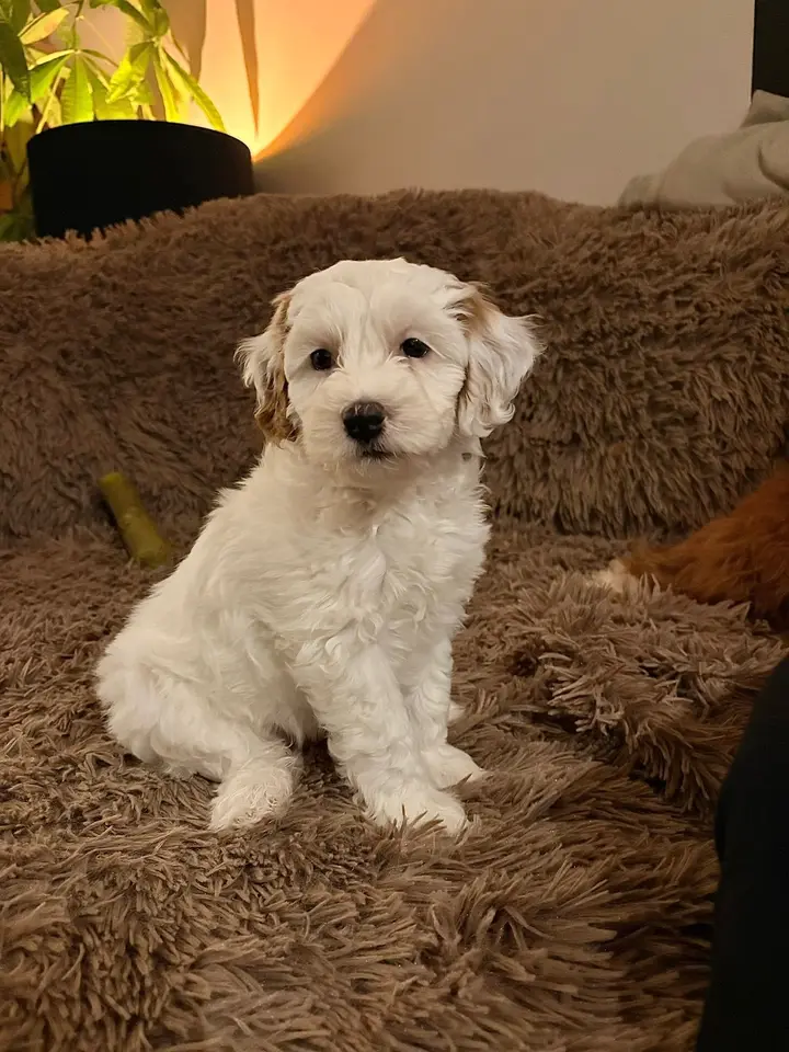 Puk, een witte pup, zit rechtop op een zacht kleed in de woonkamer