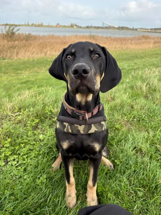 Teuntje, een zwarte hond met bruine aftekening, zit in het gras aan het water en kijkt in de camera
