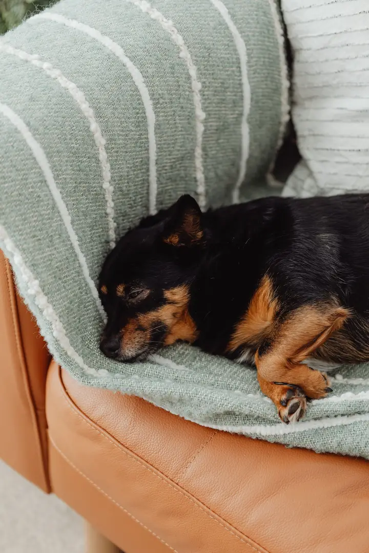 Twee honden liggen samen te slapen onder een groene deken