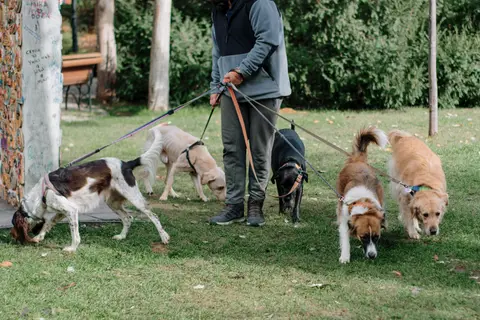 Iemand loopt met een groepje van vier honden aan de lijn door het gras